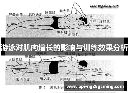 游泳对肌肉增长的影响与训练效果分析